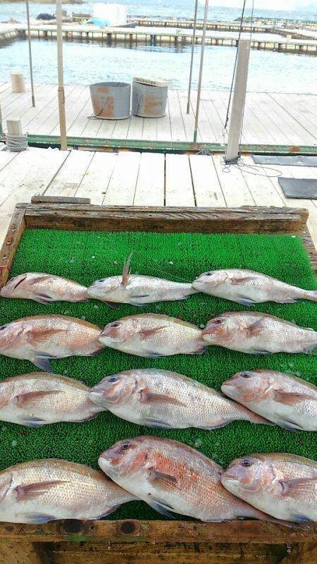 海の釣堀 海恵 釣果