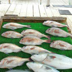 海の釣堀 海恵 釣果