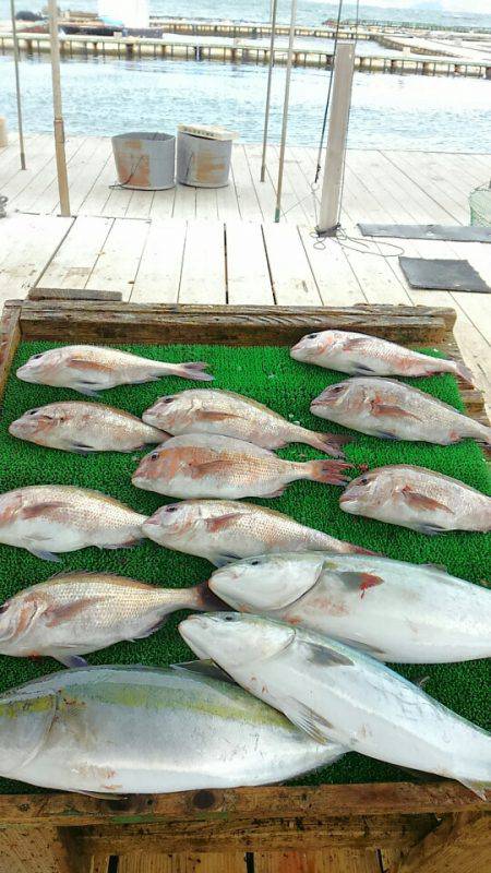 海の釣堀 海恵 釣果