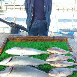 海の釣堀 海恵 釣果