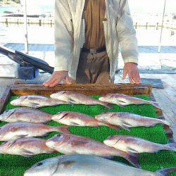 海の釣堀 海恵 釣果