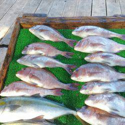 海の釣堀 海恵 釣果
