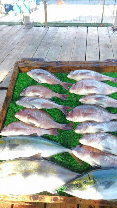 海の釣堀 海恵 釣果