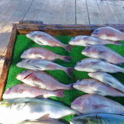 海の釣堀 海恵 釣果