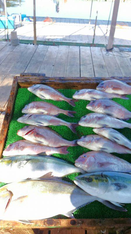 海の釣堀 海恵 釣果