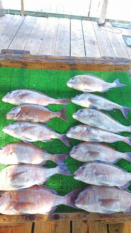 海の釣堀 海恵 釣果