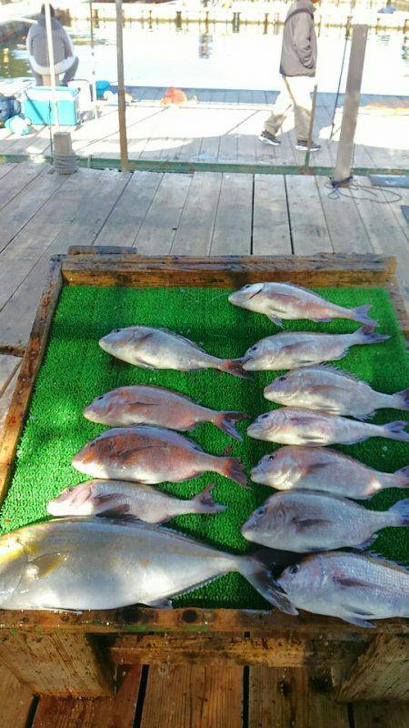海の釣堀 海恵 釣果