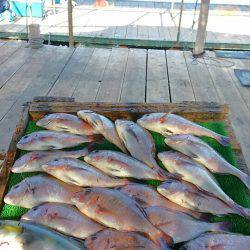 海の釣堀 海恵 釣果