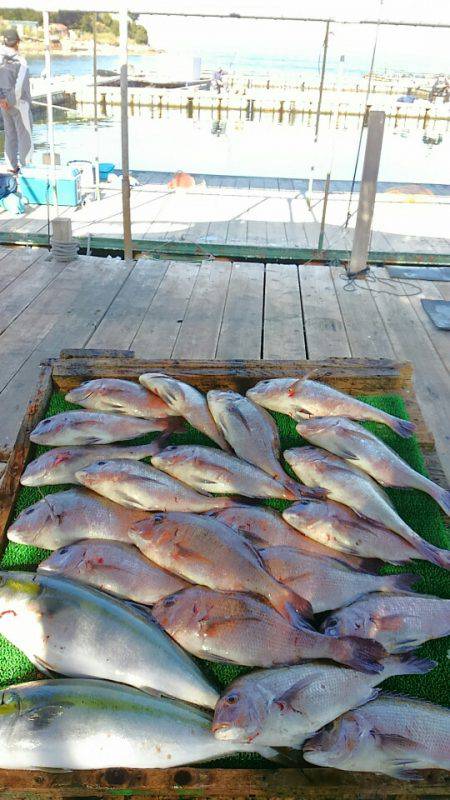 海の釣堀 海恵 釣果