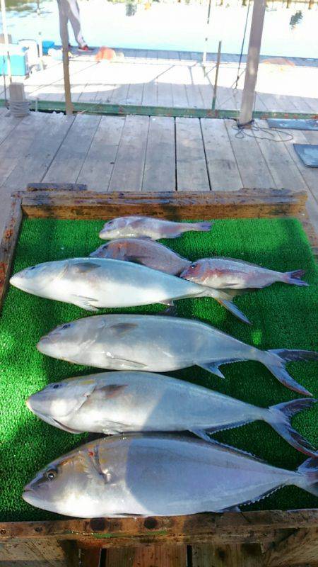 海の釣堀 海恵 釣果