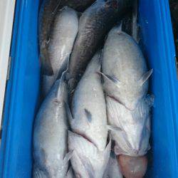 海龍丸（石川） 釣果