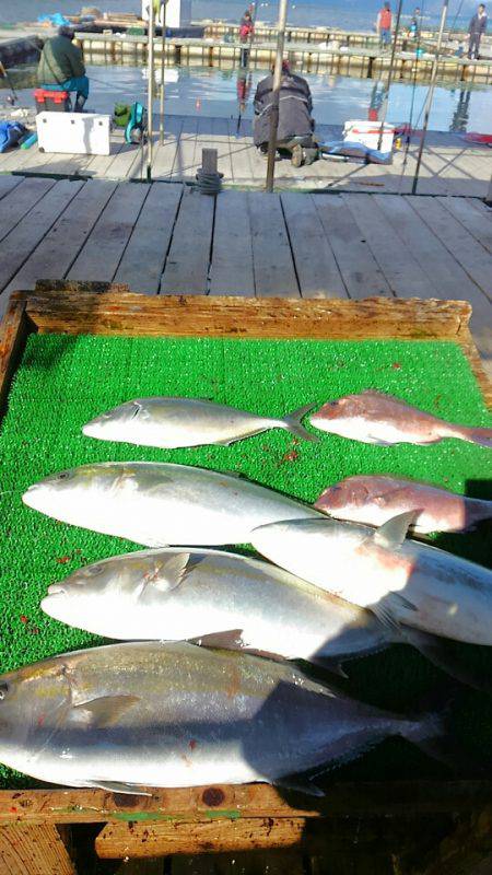 海の釣堀 海恵 釣果
