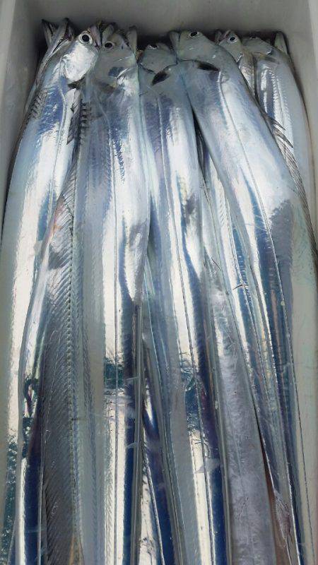 金沢八景鴨下丸 釣果