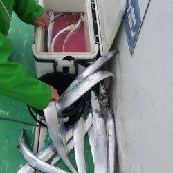 金沢八景鴨下丸 釣果