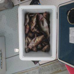 フィッシング キッタカ 釣果