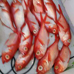 金沢八景鴨下丸 釣果