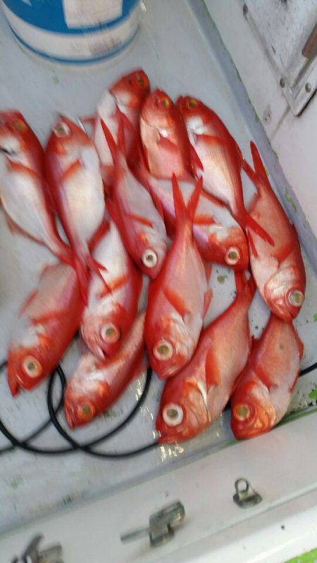 金沢八景鴨下丸 釣果