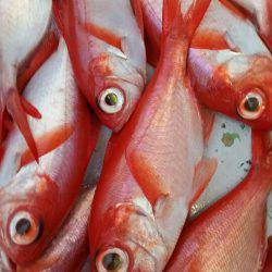 金沢八景鴨下丸 釣果