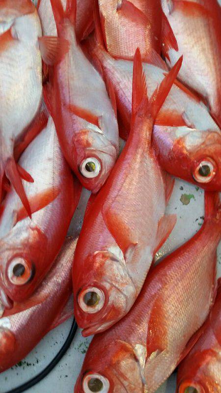 金沢八景鴨下丸 釣果