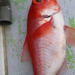 金沢八景鴨下丸 釣果