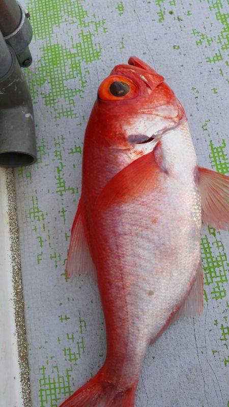 金沢八景鴨下丸 釣果