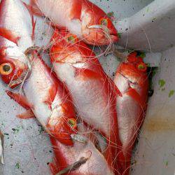 金沢八景鴨下丸 釣果