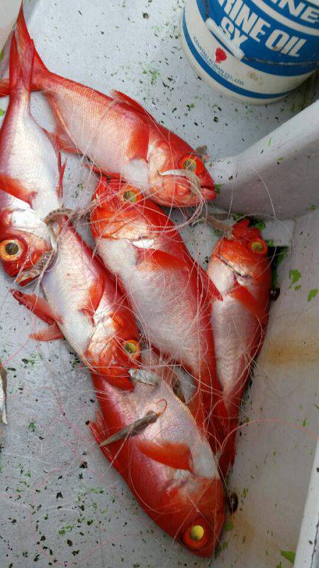 金沢八景鴨下丸 釣果