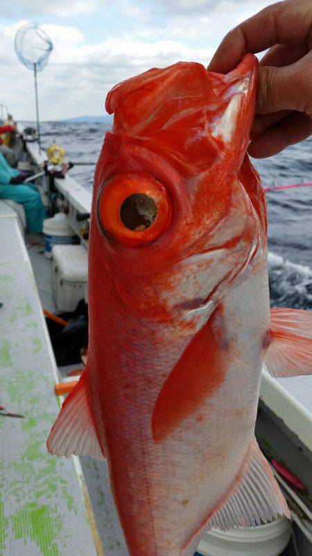 金沢八景鴨下丸 釣果