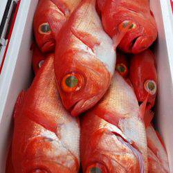 金沢八景鴨下丸 釣果