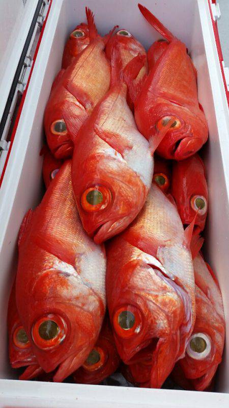 金沢八景鴨下丸 釣果