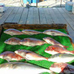 海の釣堀 海恵 釣果