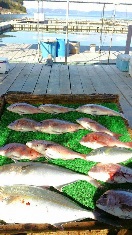 海の釣堀 海恵 釣果