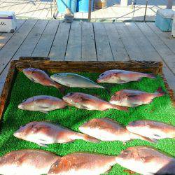 海の釣堀 海恵 釣果