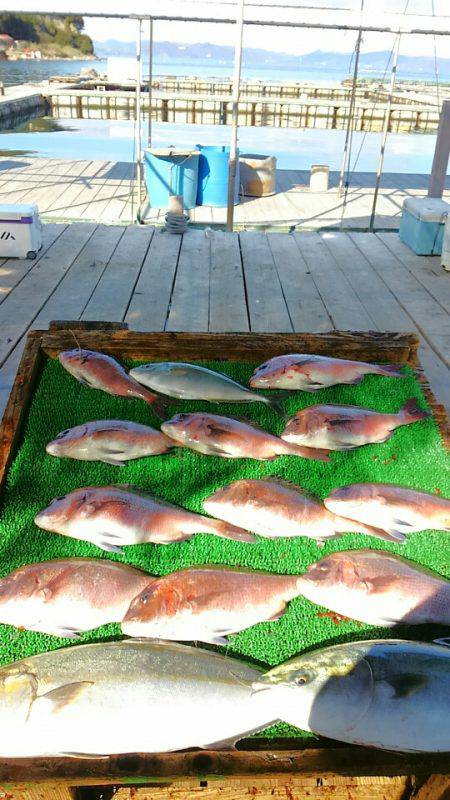 海の釣堀 海恵 釣果