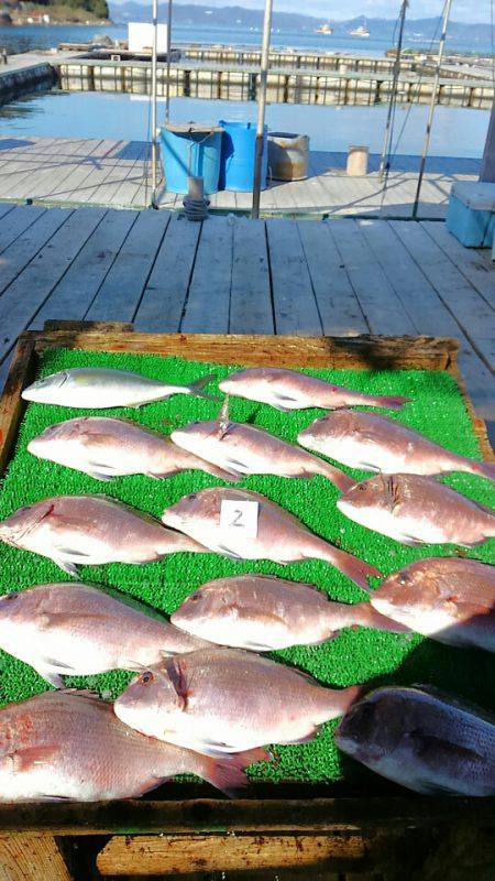 海の釣堀 海恵 釣果