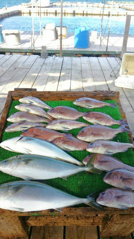 海の釣堀 海恵 釣果