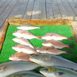海の釣堀 海恵 釣果