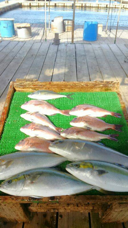 海の釣堀 海恵 釣果