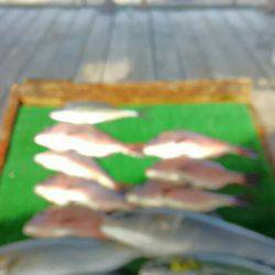 海の釣堀 海恵 釣果
