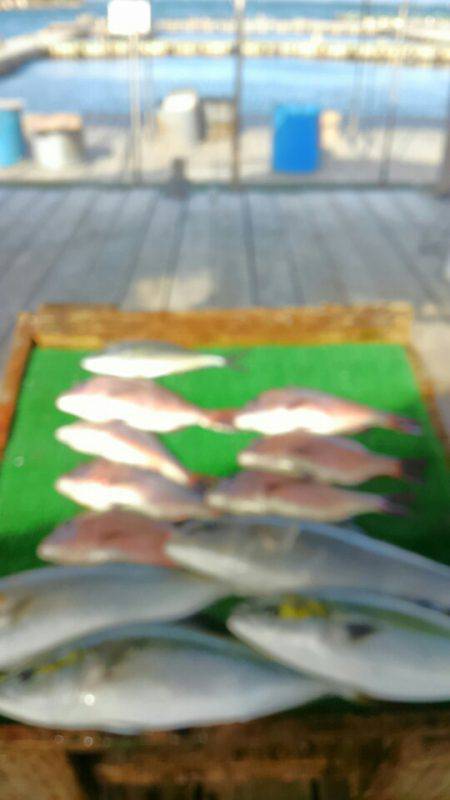 海の釣堀 海恵 釣果