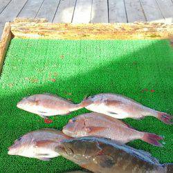 海の釣堀 海恵 釣果