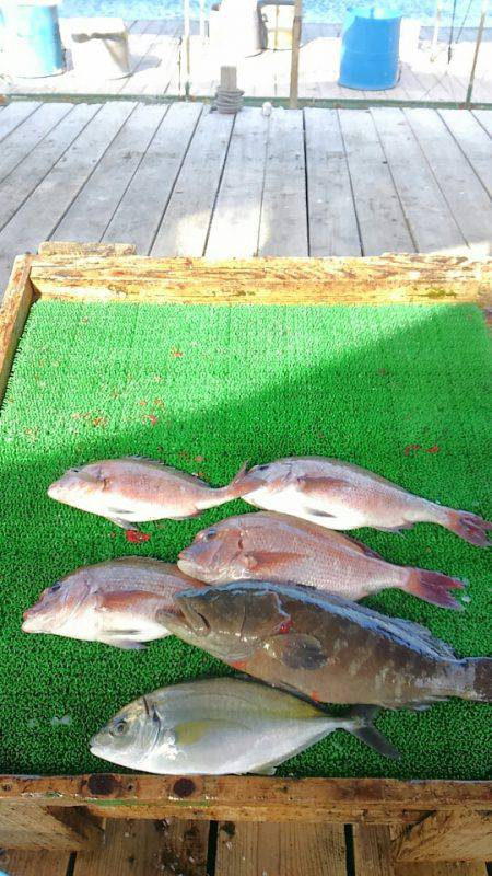 海の釣堀 海恵 釣果