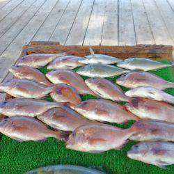 海の釣堀 海恵 釣果