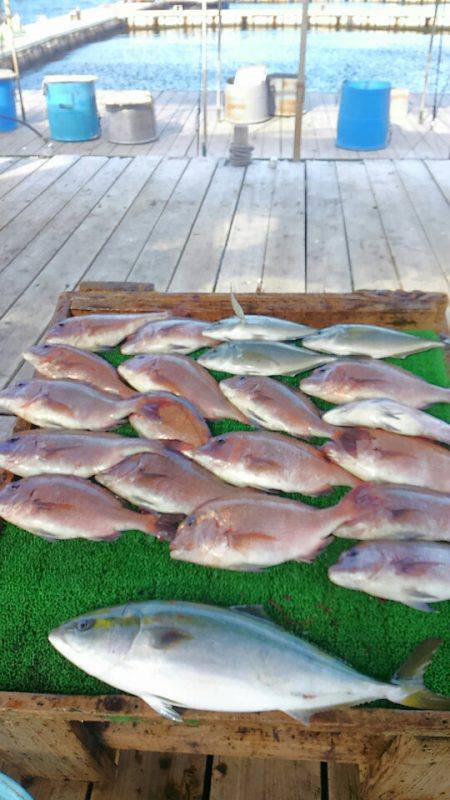 海の釣堀 海恵 釣果