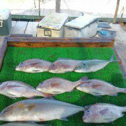 海の釣堀 海恵 釣果