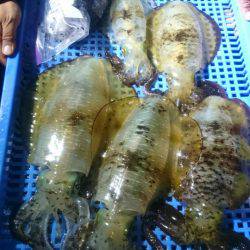 第三共栄丸 釣果