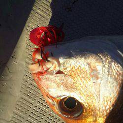 タイラバ遊漁船 ワンピース 釣果