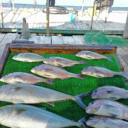 海の釣堀 海恵 釣果