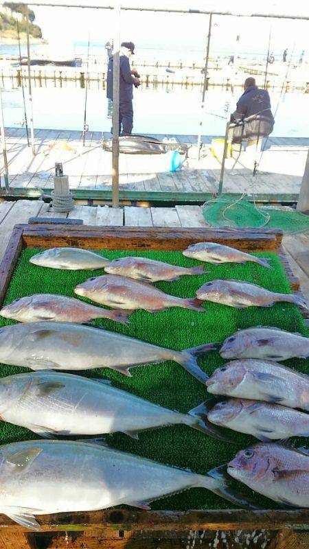 海の釣堀 海恵 釣果