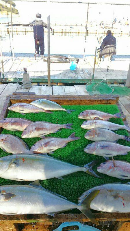 海の釣堀 海恵 釣果